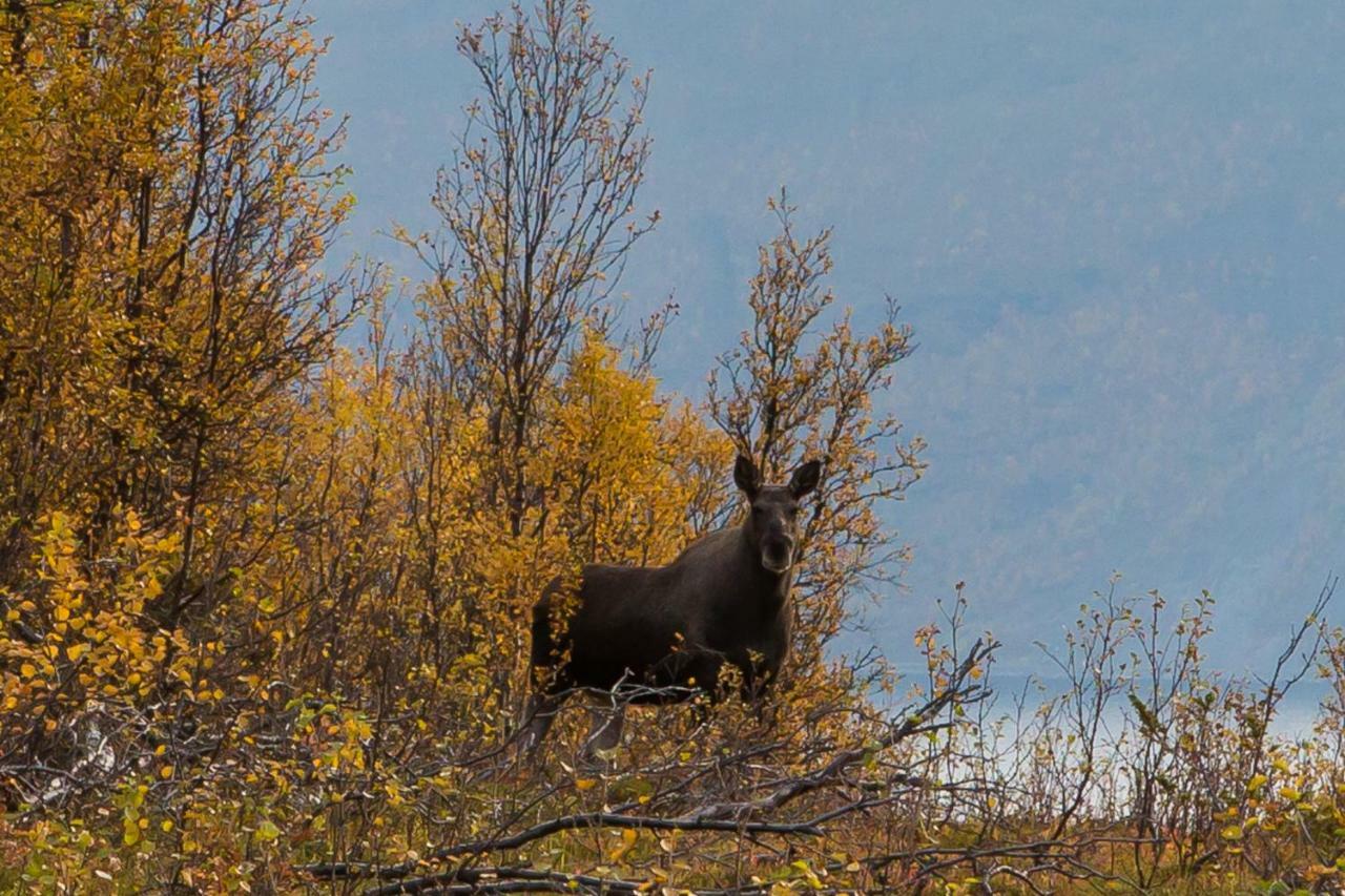Lyngenfjord,Odins Hus Appartement Olderdalen Buitenkant foto